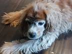 Adopt King Rusty a Red/Golden/Orange/Chestnut Cavalier King Charles Spaniel /