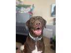 Adopt Kobe a Brown/Chocolate - with White Labrador Retriever / Pointer / Mixed