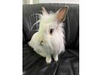 Adopt Fabio a White Lionhead / Mixed rabbit in West Palm Beach, FL (41184576)