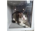 Adopt Wasabi *Barn Cat* a Brown or Chocolate Domestic Shorthair / Domestic