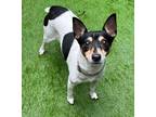 Adopt Jewel a White - with Black Rat Terrier / Mixed dog in Davie, FL (41184572)