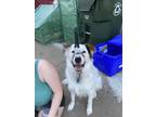 Adopt Casper a White - with Black Australian Cattle Dog / Mixed dog in Council