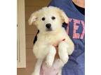 Adopt sophi a White - with Tan, Yellow or Fawn Labrador Retriever / Mixed dog in
