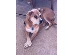 Adopt Lucy Lou a Tan/Yellow/Fawn Pit Bull Terrier / Labrador Retriever / Mixed