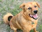 Adopt Leonardo (Leo) a Brown/Chocolate Mixed Breed (Large) / Mixed dog in