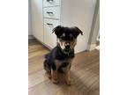 Adopt Dopey a Black Mixed Breed (Small) / Mixed Breed (Medium) / Mixed (short