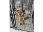 Adopt Clark Kent a Brown/Chocolate American Pit Bull Terrier / Mixed dog in