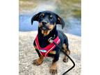 Adopt Oscar Wilde a Black - with Tan, Yellow or Fawn Chiweenie / Mixed dog in