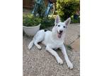 Adopt Toro a White - with Black Husky / German Shepherd Dog / Mixed dog in