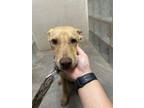 Adopt Lucky Elanco a Brown/Chocolate Hound (Unknown Type) / Mixed Breed (Medium)