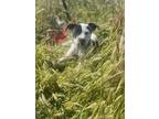 Adopt Katness a Black - with White Australian Cattle Dog / Dalmatian / Mixed dog