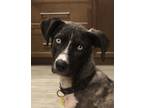 Adopt Tiny Zoe a Black Mixed Breed (Large) / Mixed dog in Saskatoon