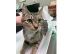 Adopt Sunshine a White Domestic Shorthair / Domestic Shorthair / Mixed cat in