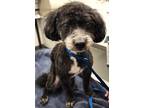 Adopt 160988 a Black Poodle (Miniature) / Mixed dog in Bakersfield