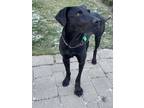 Adopt Ribsy a Black Mixed Breed (Large) / Mixed dog in Saskatoon, SK (41183747)