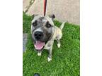 Adopt Smiley- VIP a Tan/Yellow/Fawn Akita / Mixed dog in Arlington