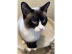 Adopt Toast a Gray or Blue (Mostly) Siamese (short coat) cat in Soddy- Daisy