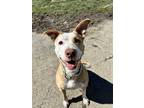 Adopt Pink a Tan/Yellow/Fawn - with White American Staffordshire Terrier / Mixed