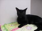 Adopt DEREK a All Black Domestic Mediumhair / Mixed (medium coat) cat in