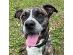 Adopt Petunia a Brindle Bernese Mountain Dog / Mixed Breed (Medium) / Mixed