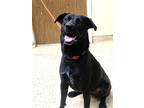 Adopt F23 FC 114 Wednesday/Peppa a Black Labrador Retriever / Mixed Breed