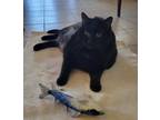 Adopt Lover a All Black Domestic Mediumhair / Domestic Shorthair / Mixed cat in