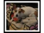 Adopt CINNAMON a White - with Red, Golden, Orange or Chestnut Jack Russell