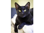 Adopt Farfalle - Available In Foster a All Black Domestic Shorthair / Domestic