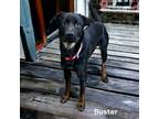 Adopt Buster a Black Rottweiler / Mixed Breed (Medium) / Mixed (short coat) dog