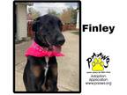 Adopt Finley a Black Labrador Retriever / Mixed Breed (Medium) / Mixed (short