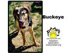 Adopt Buckeye a Black Mixed Breed (Small) / Mixed Breed (Medium) / Mixed (short