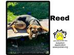 Adopt Reed a Black Mixed Breed (Large) / Mixed dog in Newburgh, IN (41183222)
