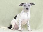 Adopt SPORTY a Black Australian Cattle Dog / Mixed dog in Oroville