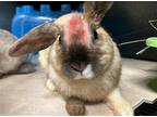 Adopt SOLAR a Other/Unknown / Mixed (medium coat) rabbit in Tustin