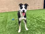 Adopt BAGO a Black Siberian Husky / Mixed dog in Tustin, CA (41133416)