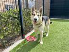 Adopt ARI a Black German Shepherd Dog / Mixed dog in Tustin, CA (41049375)
