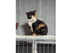 Adopt Amira a Calico or Dilute Calico Domestic Shorthair (short coat) cat in