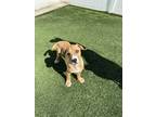 Adopt Damon a Labrador Retriever / Mixed dog in Poughkeepsie, NY (41006421)
