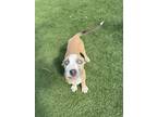 Adopt Dorothy a Labrador Retriever / Mixed dog in Poughkeepsie, NY (41006417)