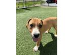 Adopt Darla a Labrador Retriever / Mixed dog in Poughkeepsie, NY (41006416)