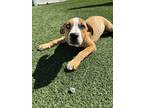 Adopt Daisy a Labrador Retriever / Mixed dog in Poughkeepsie, NY (41006414)