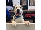 Adopt Jacob a White Pointer / Mixed dog in Elmsford, NY (40434956)