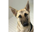 Adopt Lagarto a Black German Shepherd Dog / Mixed Breed (Medium) / Mixed (medium