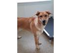 Adopt Lucy a Tan/Yellow/Fawn German Shepherd Dog / Mixed dog in Atlanta