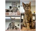 Adopt Violet a Brown Tabby Domestic Shorthair / Mixed (short coat) cat in
