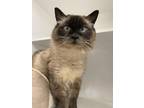 Adopt Jolene a Brown or Chocolate Siamese / Domestic Shorthair / Mixed cat in