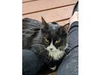 Adopt Horshata a Black & White or Tuxedo Domestic Longhair (medium coat) cat in