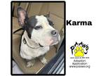 Adopt Karma a Black American Pit Bull Terrier / Mixed Breed (Medium) / Mixed