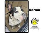 Adopt Karma a Black American Pit Bull Terrier / Mixed dog in Newburgh