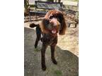 Adopt Brownie a Poodle (Standard) / Mixed dog in Rossville, TN (41182886)